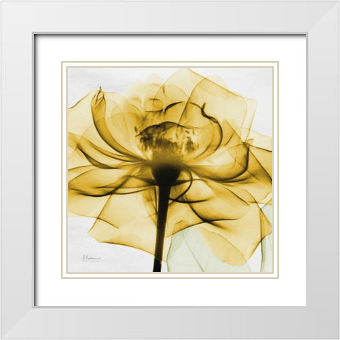 Golden Rose White Modern Wood Framed Art Print with Double Matting by Koetsier, Albert