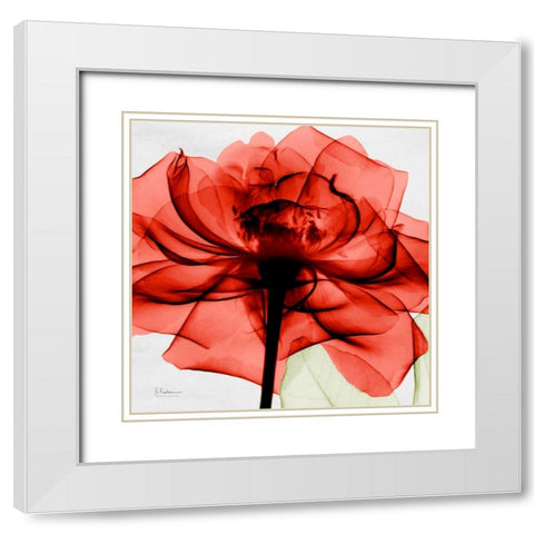 Golden Rose White Modern Wood Framed Art Print with Double Matting by Koetsier, Albert