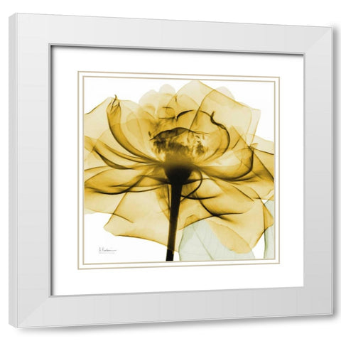 Golden Rose White Modern Wood Framed Art Print with Double Matting by Koetsier, Albert