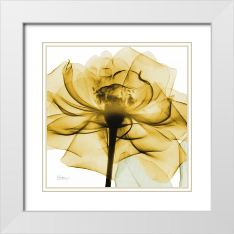 Golden Rose White Modern Wood Framed Art Print with Double Matting by Koetsier, Albert