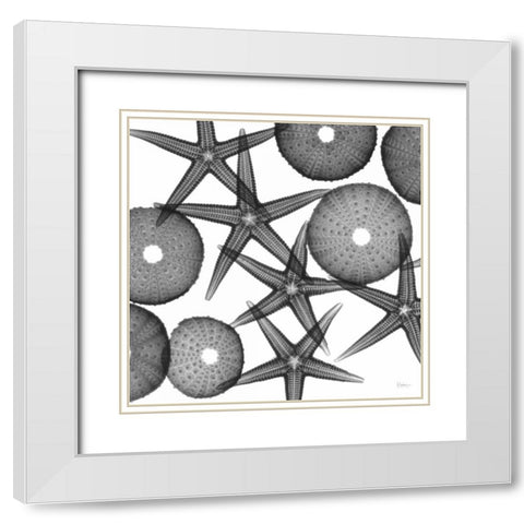 Starfish Sea Urchins F82 White Modern Wood Framed Art Print with Double Matting by Koetsier, Albert