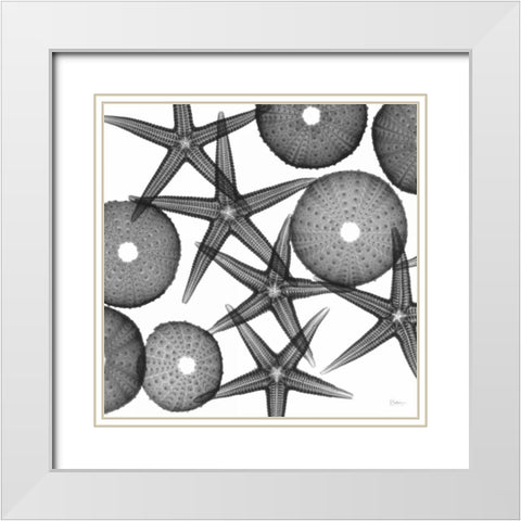 Starfish Sea Urchins F82 White Modern Wood Framed Art Print with Double Matting by Koetsier, Albert