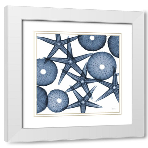 Collage of Starfish and Sea Urchins White Modern Wood Framed Art Print with Double Matting by Koetsier, Albert