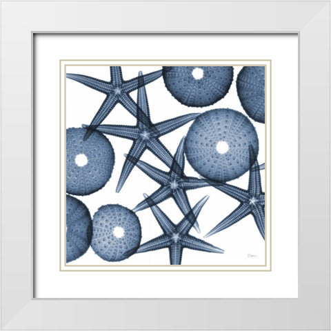 Collage of Starfish and Sea Urchins White Modern Wood Framed Art Print with Double Matting by Koetsier, Albert