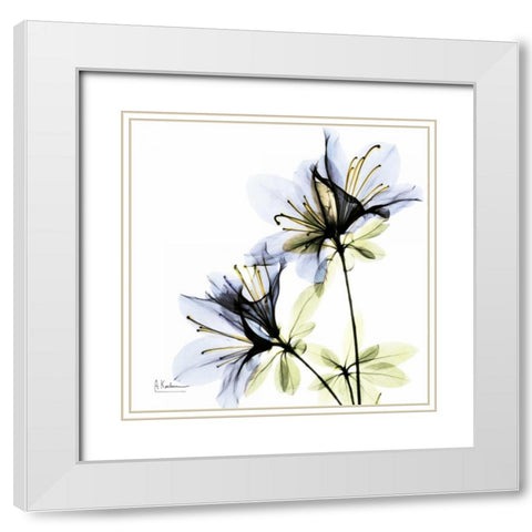 Blue Twin Azalea in Bloom White Modern Wood Framed Art Print with Double Matting by Koetsier, Albert