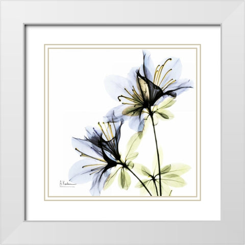 Blue Twin Azalea in Bloom White Modern Wood Framed Art Print with Double Matting by Koetsier, Albert