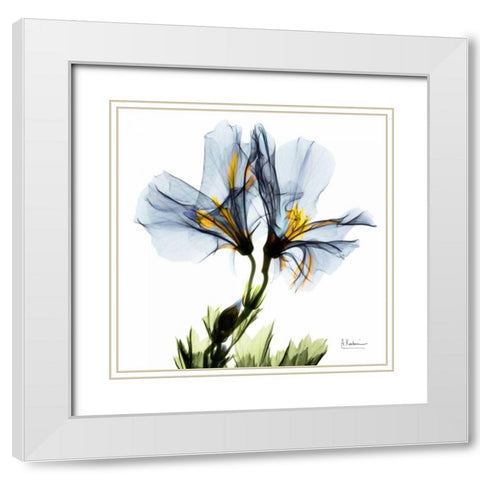 Blue Azalea in Bloom White Modern Wood Framed Art Print with Double Matting by Koetsier, Albert