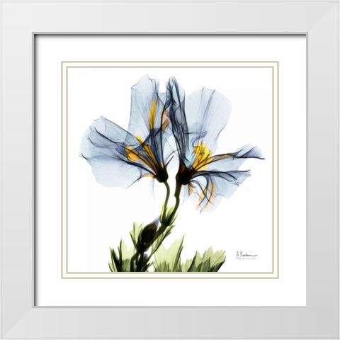 Blue Azalea in Bloom White Modern Wood Framed Art Print with Double Matting by Koetsier, Albert