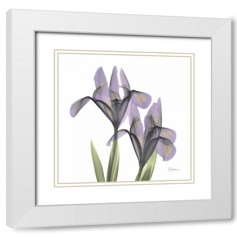 A Gift of Flowers in Purple White Modern Wood Framed Art Print with Double Matting by Koetsier, Albert