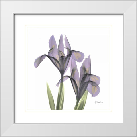 A Gift of Flowers in Purple White Modern Wood Framed Art Print with Double Matting by Koetsier, Albert