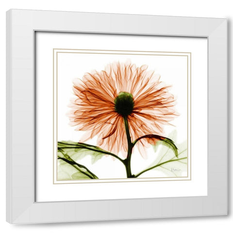 Chrysanthemum White Modern Wood Framed Art Print with Double Matting by Koetsier, Albert