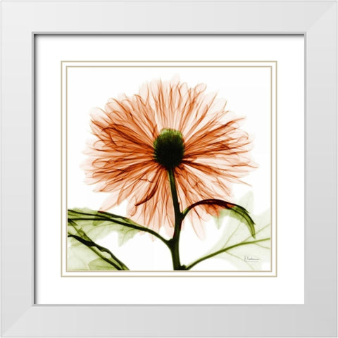 Chrysanthemum White Modern Wood Framed Art Print with Double Matting by Koetsier, Albert