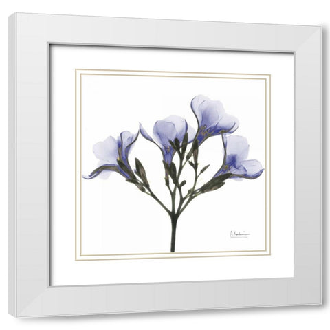 Crocuss in Purple White Modern Wood Framed Art Print with Double Matting by Koetsier, Albert