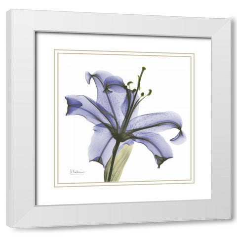 Lily in  Purple White Modern Wood Framed Art Print with Double Matting by Koetsier, Albert