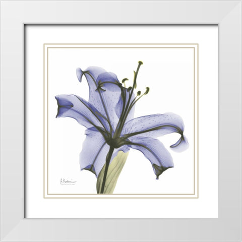 Lily in  Purple White Modern Wood Framed Art Print with Double Matting by Koetsier, Albert