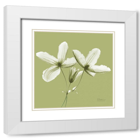 Twin Buds on Pale Green White Modern Wood Framed Art Print with Double Matting by Koetsier, Albert