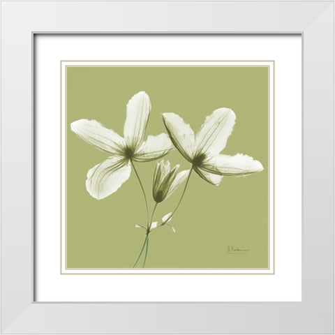 Twin Buds on Pale Green White Modern Wood Framed Art Print with Double Matting by Koetsier, Albert