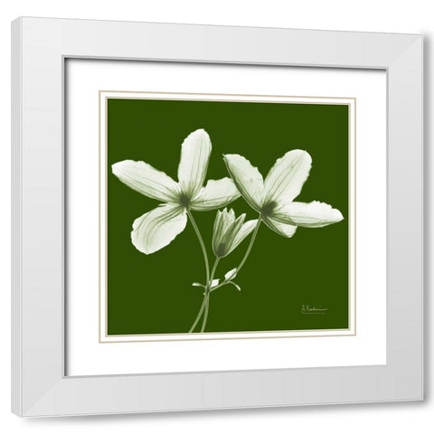 Twin Buds on Green White Modern Wood Framed Art Print with Double Matting by Koetsier, Albert