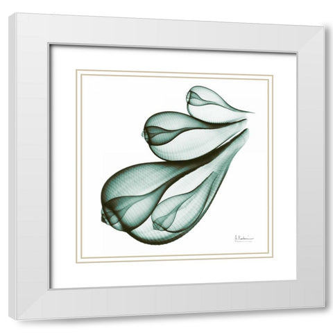 Sea Shells in Green White Modern Wood Framed Art Print with Double Matting by Koetsier, Albert