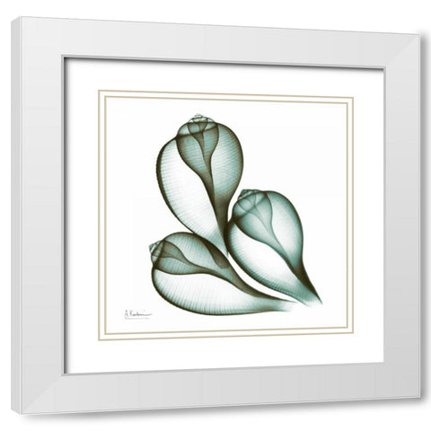 Sea Shells in Green 2 White Modern Wood Framed Art Print with Double Matting by Koetsier, Albert