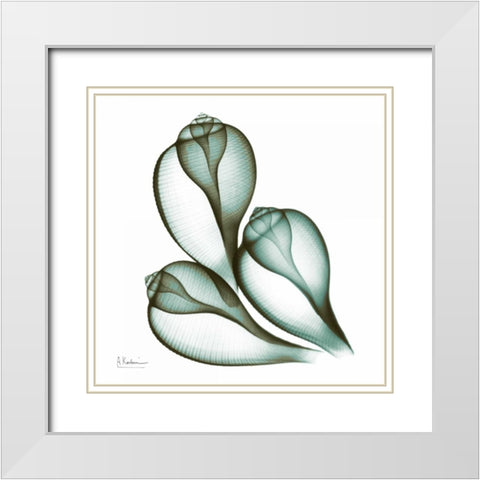 Sea Shells in Green 2 White Modern Wood Framed Art Print with Double Matting by Koetsier, Albert