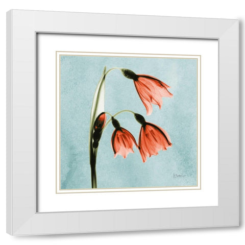 Snow Drop Faith_MAT White Modern Wood Framed Art Print with Double Matting by Koetsier, Albert