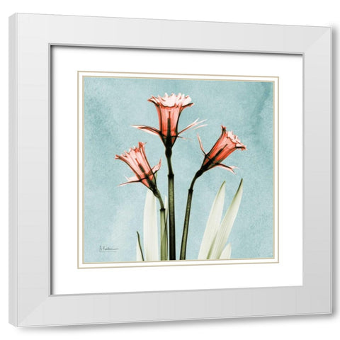 Daffodil Believe White Modern Wood Framed Art Print with Double Matting by Koetsier, Albert