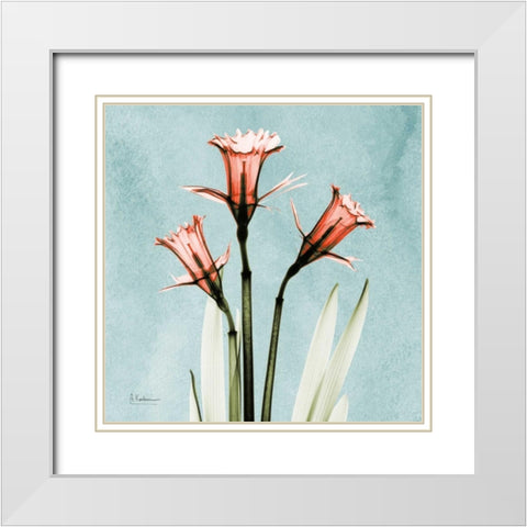 Daffodil Believe White Modern Wood Framed Art Print with Double Matting by Koetsier, Albert