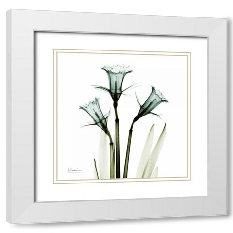 Three Daffodils in Green White Modern Wood Framed Art Print with Double Matting by Koetsier, Albert