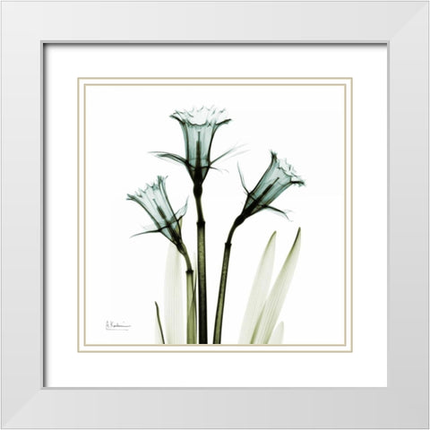 Three Daffodils in Green White Modern Wood Framed Art Print with Double Matting by Koetsier, Albert