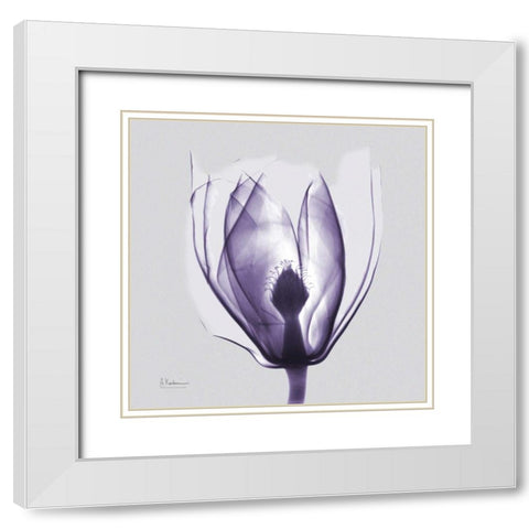 Purple Tulip Bud on Purple White Modern Wood Framed Art Print with Double Matting by Koetsier, Albert