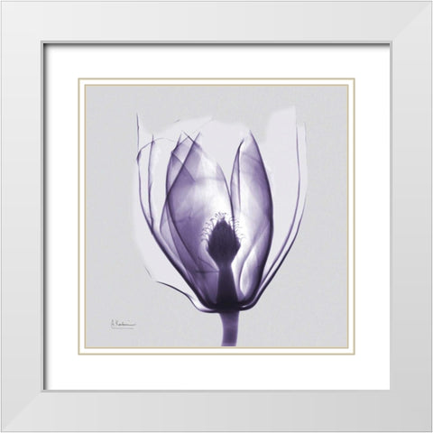 Purple Tulip Bud on Purple White Modern Wood Framed Art Print with Double Matting by Koetsier, Albert