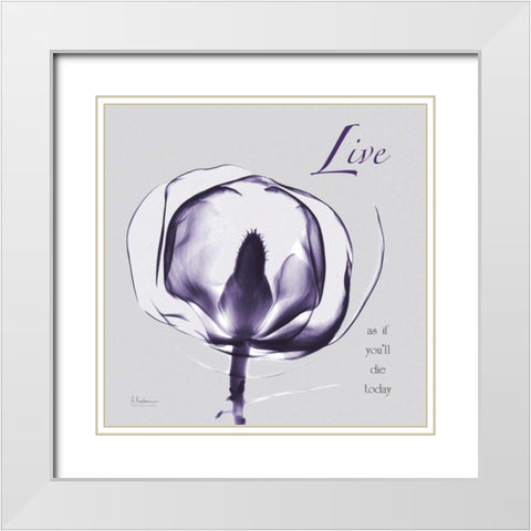 Plum Magnolia Live White Modern Wood Framed Art Print with Double Matting by Koetsier, Albert