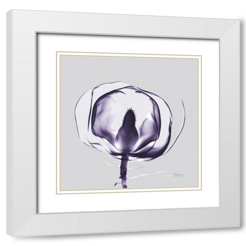Purple Tulip Bud Open on Purple White Modern Wood Framed Art Print with Double Matting by Koetsier, Albert