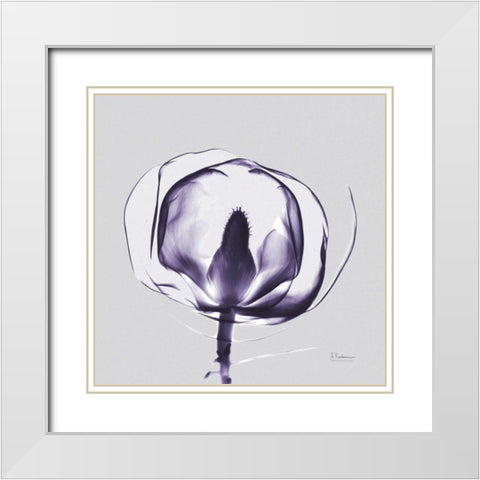 Purple Tulip Bud Open on Purple White Modern Wood Framed Art Print with Double Matting by Koetsier, Albert