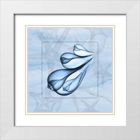 Triple Shells on Blue White Modern Wood Framed Art Print with Double Matting by Koetsier, Albert