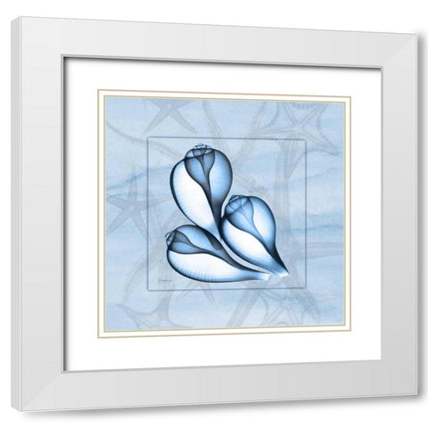 Triplet Shells on Blue White Modern Wood Framed Art Print with Double Matting by Koetsier, Albert