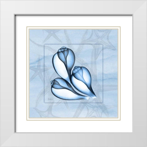 Triplet Shells on Blue White Modern Wood Framed Art Print with Double Matting by Koetsier, Albert