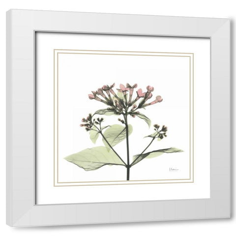 Pretty Pink Blooms White Modern Wood Framed Art Print with Double Matting by Koetsier, Albert