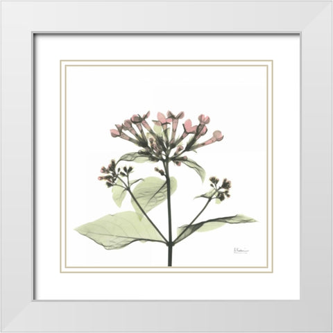 Pretty Pink Blooms White Modern Wood Framed Art Print with Double Matting by Koetsier, Albert