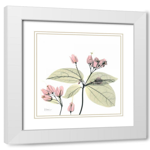 Pretty Pink Blooms 2 White Modern Wood Framed Art Print with Double Matting by Koetsier, Albert