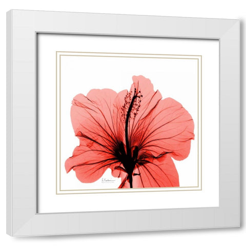 Close Up of Red Beauty White Modern Wood Framed Art Print with Double Matting by Koetsier, Albert