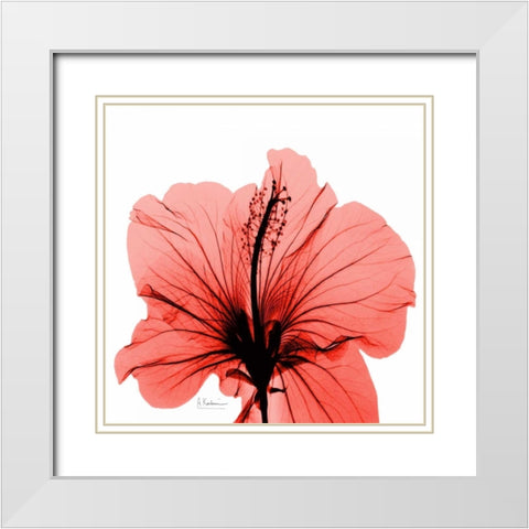 Close Up of Red Beauty White Modern Wood Framed Art Print with Double Matting by Koetsier, Albert