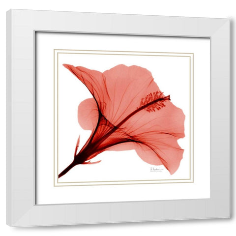 Close Up of Red Beauty 2 White Modern Wood Framed Art Print with Double Matting by Koetsier, Albert