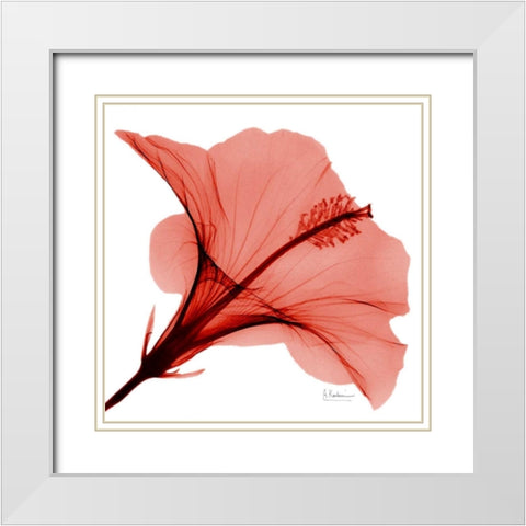 Close Up of Red Beauty 2 White Modern Wood Framed Art Print with Double Matting by Koetsier, Albert