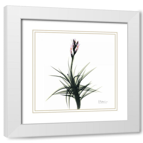 Briannas Bud White Modern Wood Framed Art Print with Double Matting by Koetsier, Albert