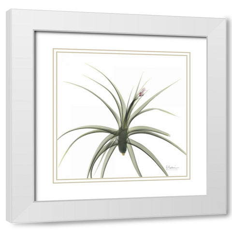 Brendas Bud White Modern Wood Framed Art Print with Double Matting by Koetsier, Albert