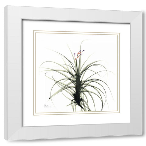 Biancas Bud White Modern Wood Framed Art Print with Double Matting by Koetsier, Albert