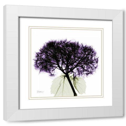 Purple Hydrangea Close up White Modern Wood Framed Art Print with Double Matting by Koetsier, Albert