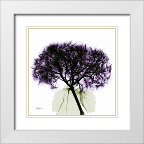 Purple Hydrangea Close up White Modern Wood Framed Art Print with Double Matting by Koetsier, Albert
